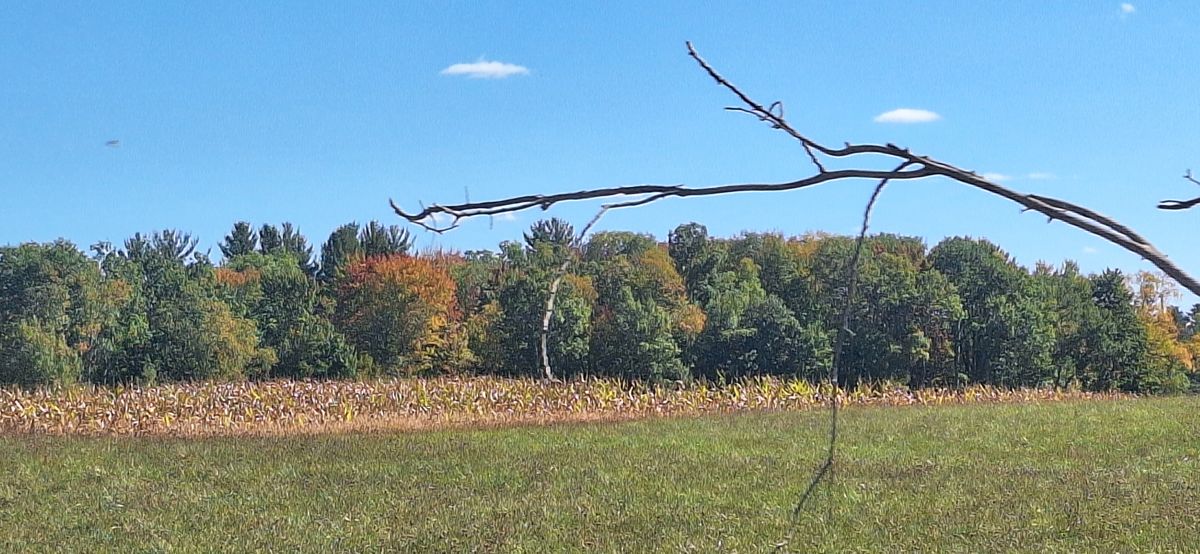 Cut field in front of a line of hardwoods turning color