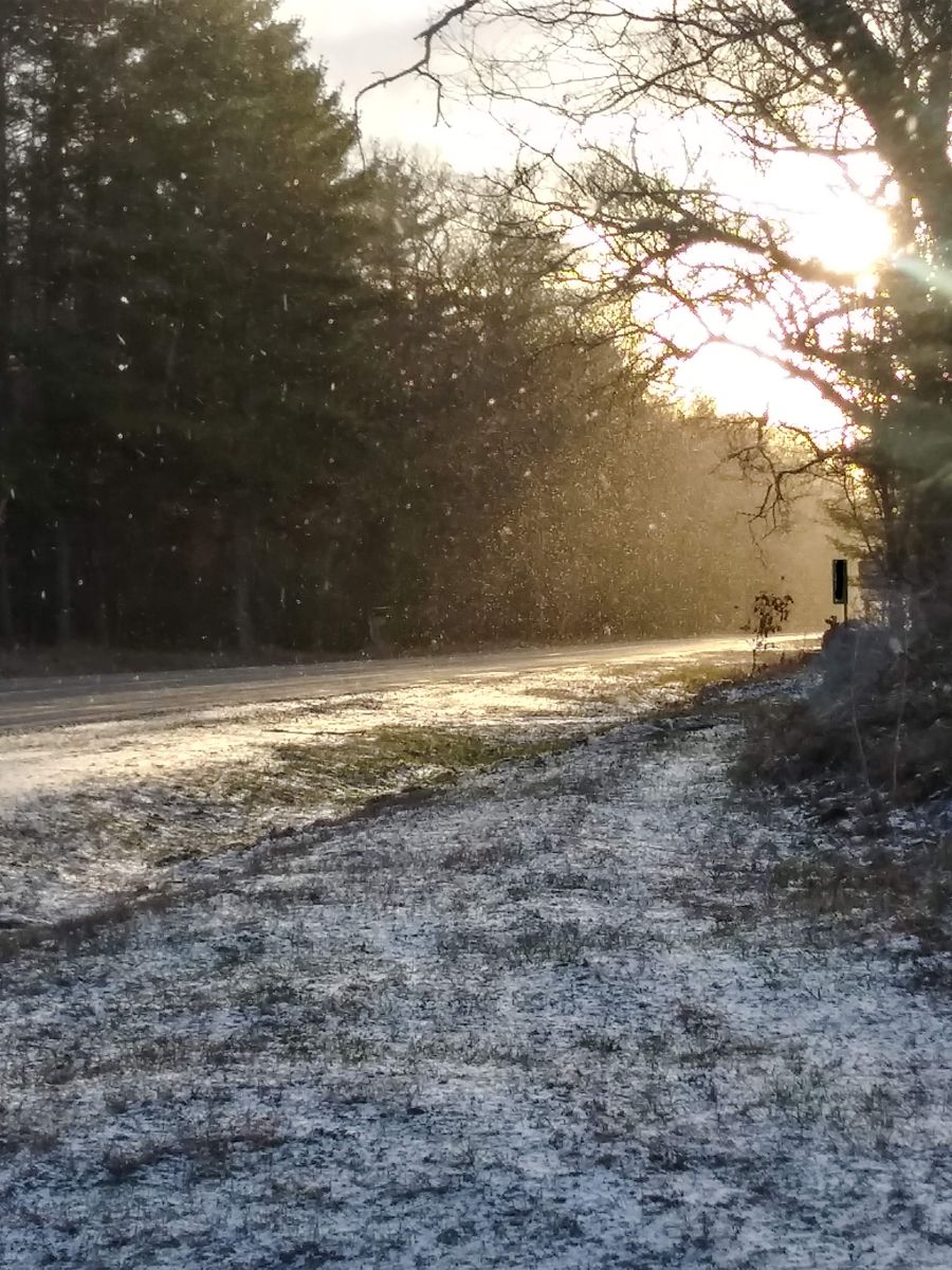 Frost on a sandy road through the woods in early light